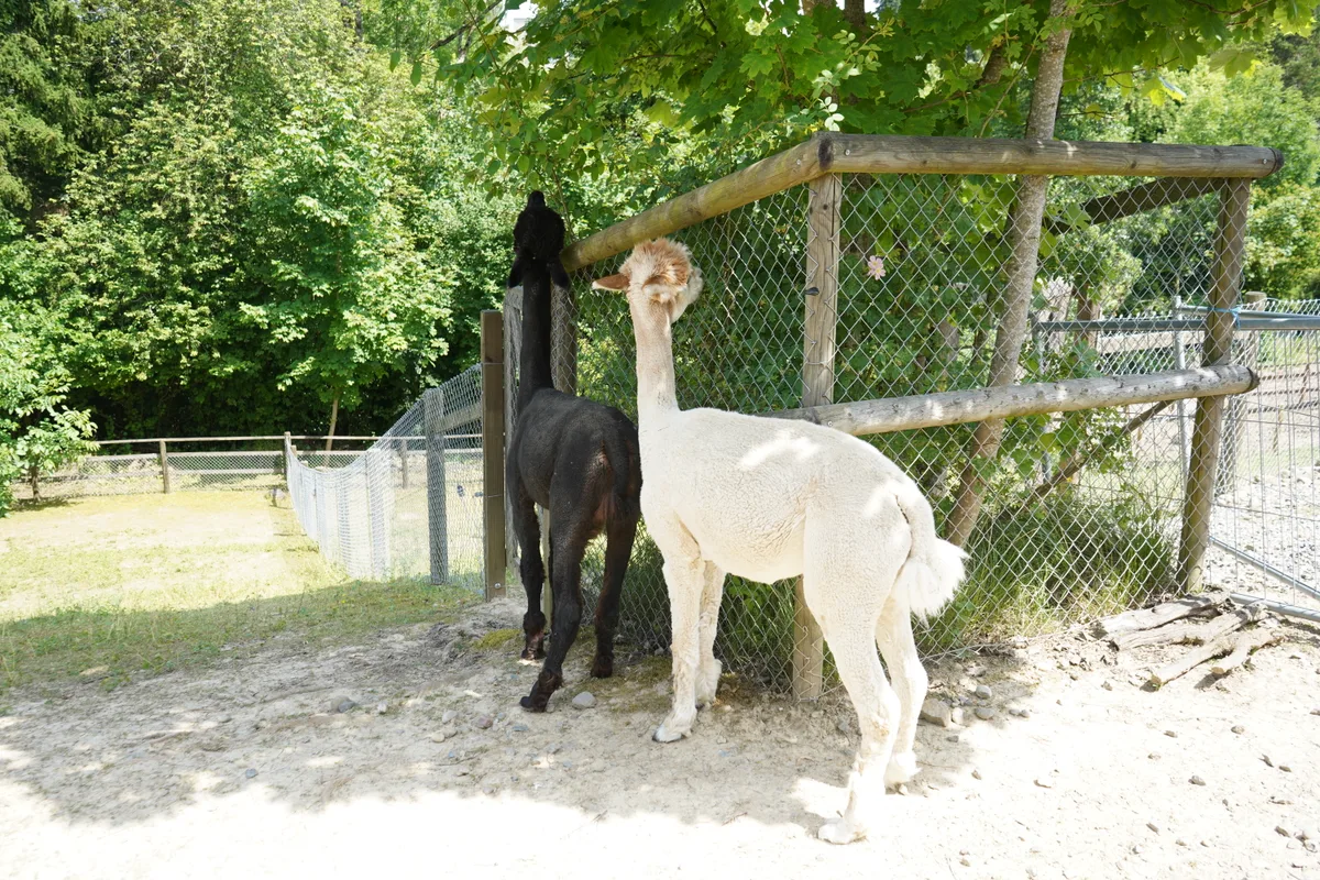 Alpakas in der Zollinger Stiftung.